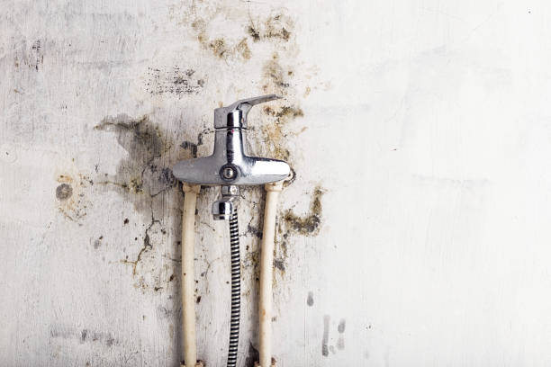 Best Certified Mold Removal  in Haviland, NY