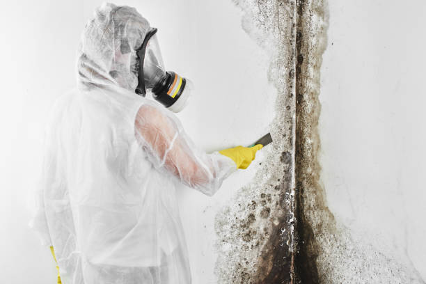 Best Mold Testing  in Haviland, NY