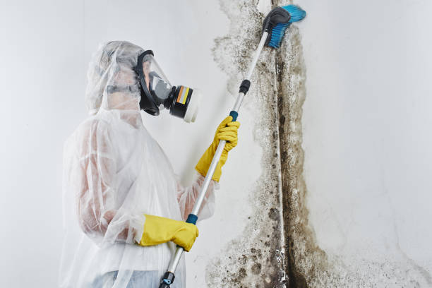 Mold Removal Process in Haviland, NY