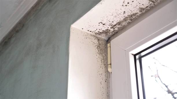 Best Local Mold Removal Service  in Haviland, NY