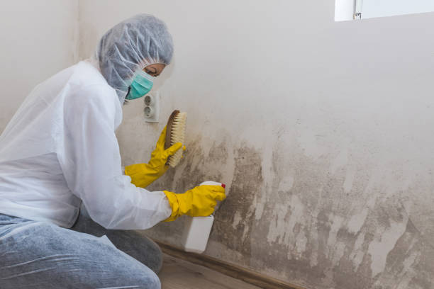 Best Mold Remediation  in Haviland, NY